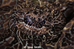 Eye of a crocodile fish by Stew Smith 